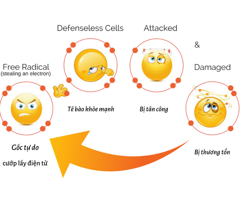 Các giai đoạn phá huỷ tế bào của Free Radical Giai đoạn 1: Free Radical gây oxy hóa lớp màng tế bào. Điều này khiến tế bào gặp trở ngại trong việc tiếp nhận các chất dinh dưỡng và dưỡng khí. Đồng thời các chất thải sinh ra trong quá trình hoạt động của tế bào cũng không thể đào thải ra ngoài một cách dễ dàng. Giai đoạn 2: Các Free Radical tiếp tục tấn công vào các lạp thể. Lạp thể được hiểu là một nhóm bào quan chuyển hóa, đây cũng chính là nơi sản xuất và lưu trữ những chất quan trọng cho tế bào. Các Free Radical tấn công các lạp thể sẽ phá vỡ nguồn cung năng lượng của tế bào. Giai đoạn 3: Khi các tế bào đã bị tổn thương và hư hỏng, quá trình sản sinh ra các enzym sẽ bị ngưng trệ. Enzym chính là một thành phần quan trọng tham gia vào tất cả các hoạt động thiết yếu giúp duy trì sự sống như: tổng hợp các chất, vận chuyển các chất, đào thải độc tố...